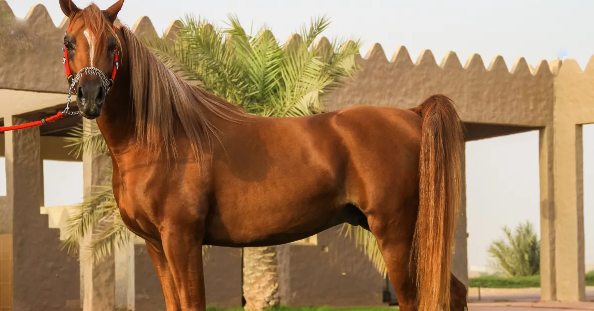 Cavalo árabe: temperamento, beleza e os principais diferenciais da raça