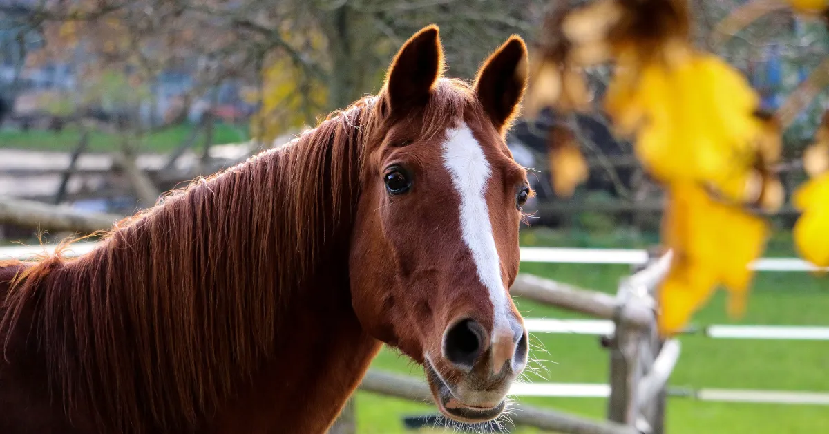 Cavalo quarto de milha: características, temperamento e o que faz essa raça tão admirada