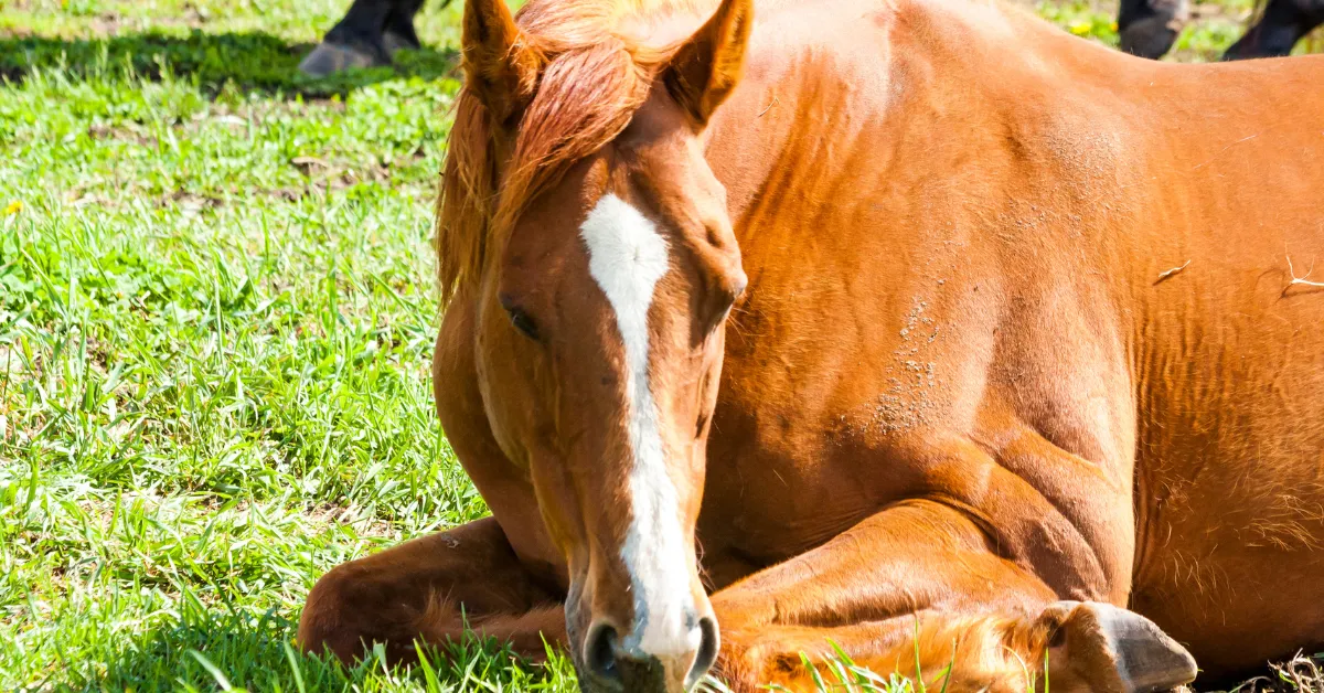 Quantos anos vive um cavalo: entenda a média de vida e os principais cuidados