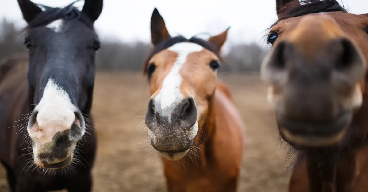 8 Raças de cavalos no Brasil: conheça as mais populares e suas principais características