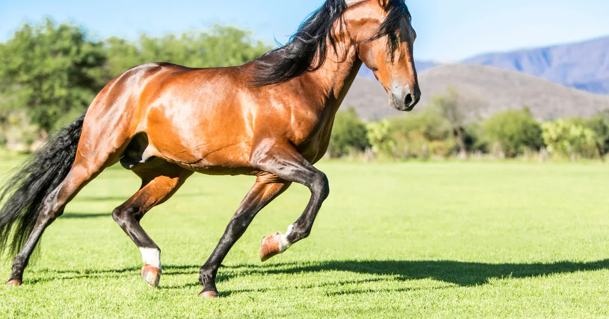 Selas para mangalarga marchador: como escolher o modelo ideal para conforto e desempenho