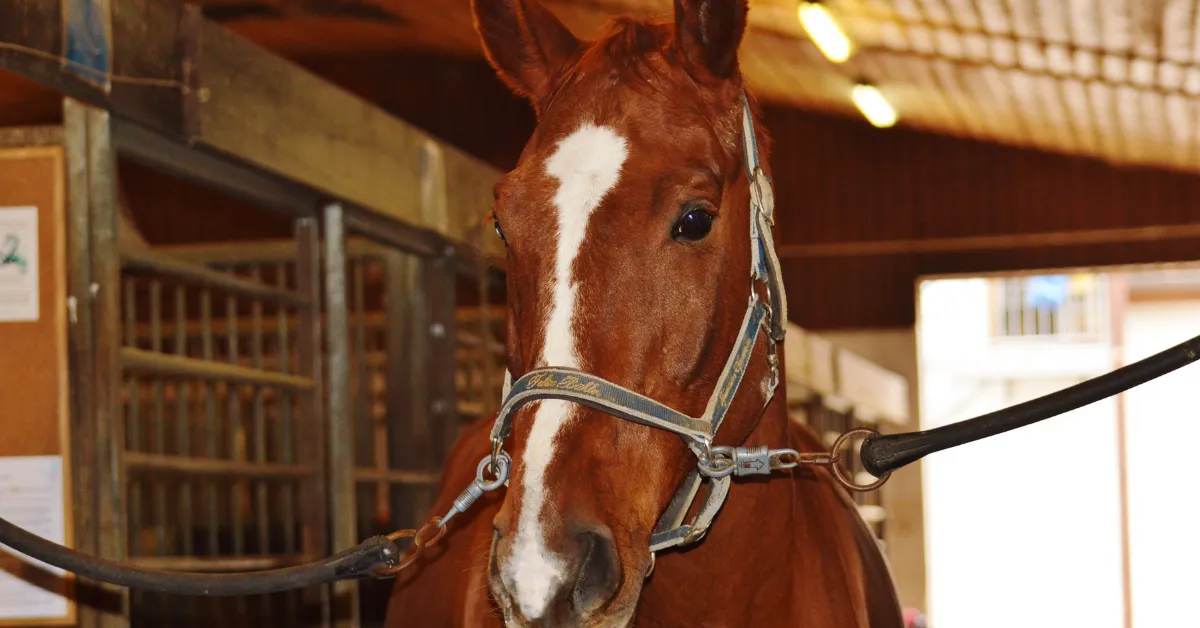 Melhor cabresto para cavalo: como escolher o modelo ideal para conforto e segurança