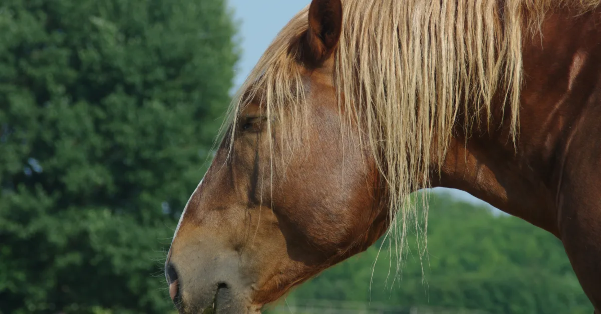 Cavalo dorme em pé? Entenda como funciona o descanso desses animais
