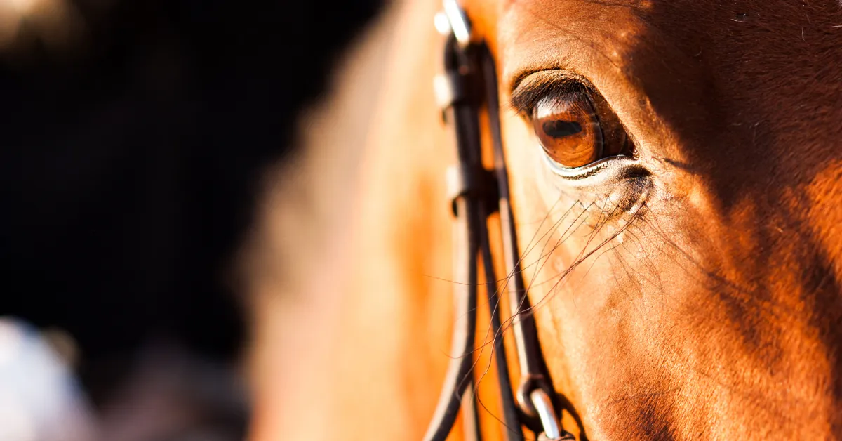 Doença do gambá em cavalo: sintomas, causas e o que fazer ao suspeitar